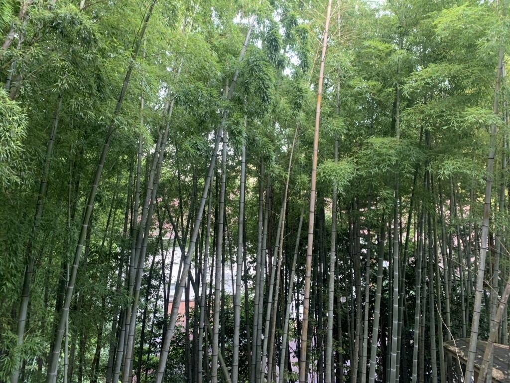 箱根小涌谷温泉 水の音(ハコネコワクダニオンセン ミズノト) / 2