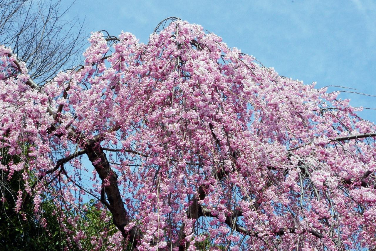 春といえば桜！仙台市内のおすすめスポットをご紹介♪1558716