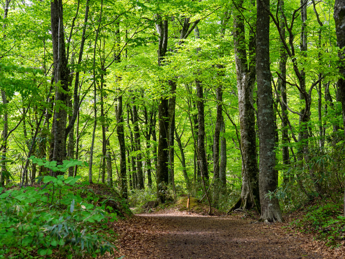 木漏れ日が気持ちいい散策道。※画像はイメージです。