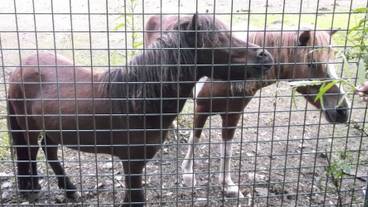 子供向けアクティビティ / 9