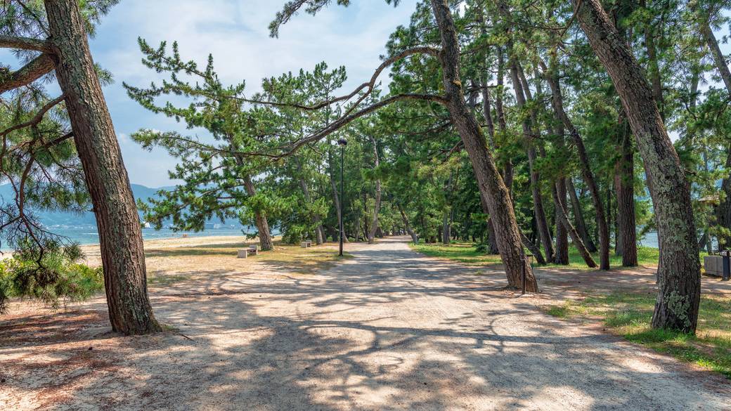 天橋立松並木 / 1