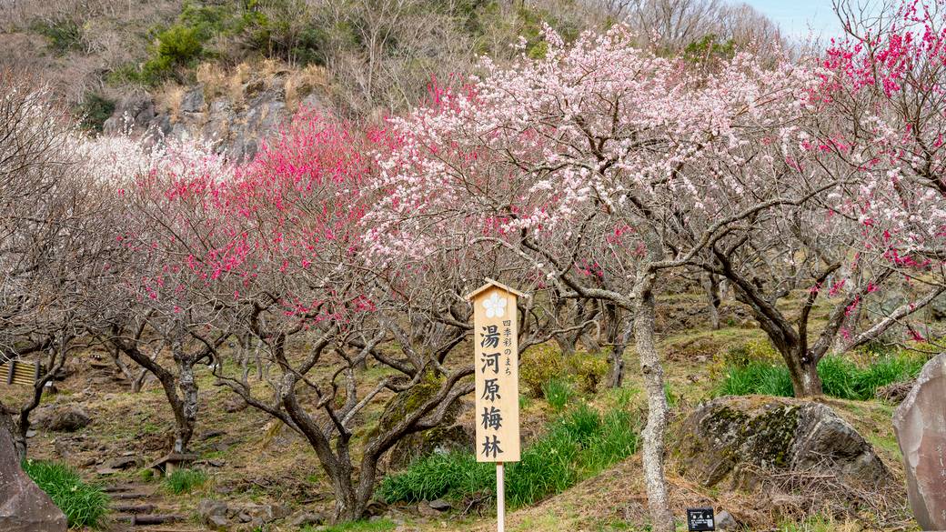 幕山公園 湯河原梅林 / 1
