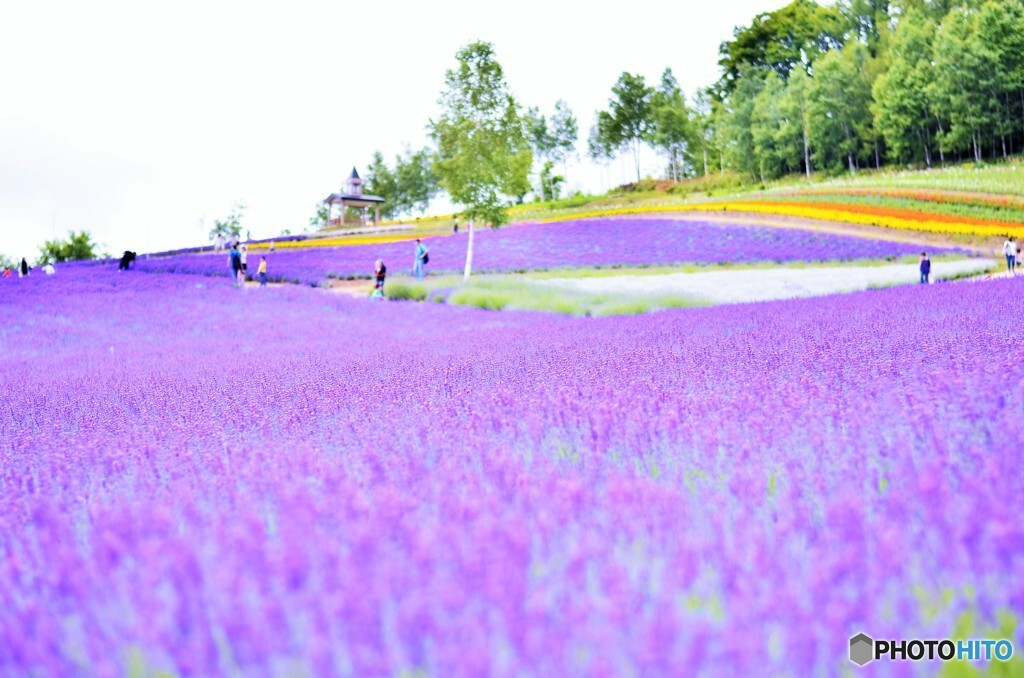 4.中富良野 ラベンダー園“彩香の丘”（佐々木ファーム）1182682
