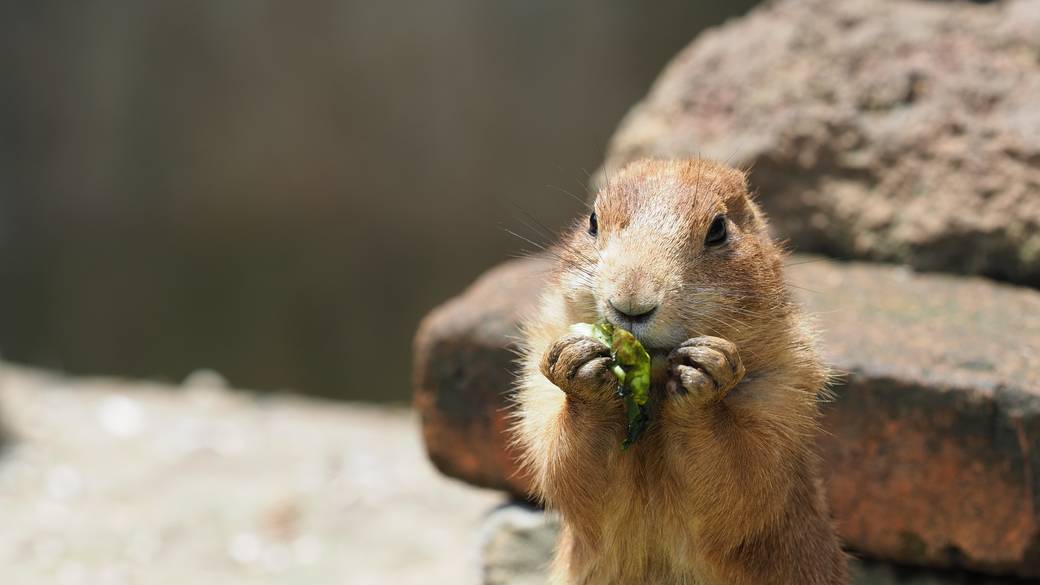 可愛い動物との
ふれあいを楽しもう / 1