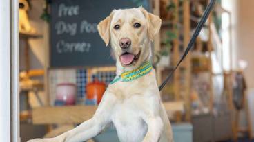 ペット同伴可 / 10