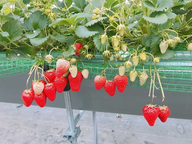 __sayakatletaさんの写真 / 1