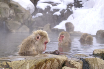 Snow monkey relaxing in onsen