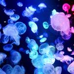 神秘的な姿に癒される♡カップルで行きたいクラゲがいる水族館14選／東日本編