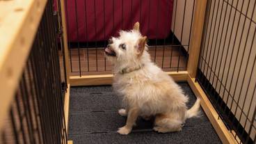 ペット同伴可 / 27