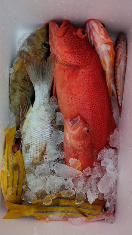 アカジンミーバイが釣れました