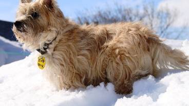 ペット同伴可 / 9