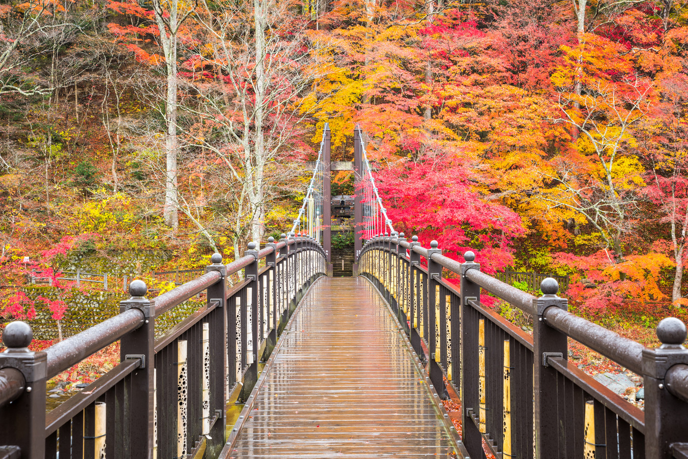 紅の吊橋と紅葉風景・塩原渓谷の秋（栃木県那須塩原市）2019年11月