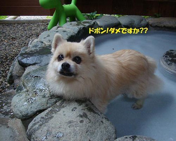 「ホテル凛香 富士山中湖リゾート」 その他 59030842 体調不良ですから､足湯にしましょ。。