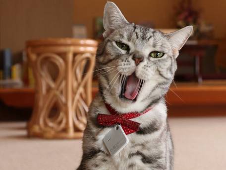 仙石原温泉 温泉旅館みたけ / 3