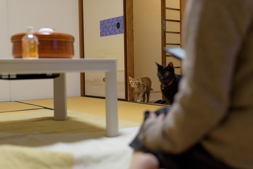 入れ替わり立ち代わり、猫がお部屋をパトロール♪4260555