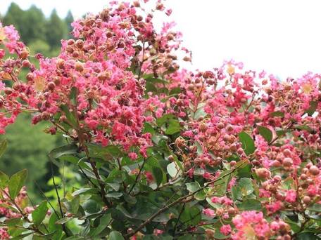 三船温泉 城山（大分県） / 4