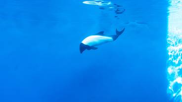 仙台うみの杜水族館 イロワケイルカ / 9
