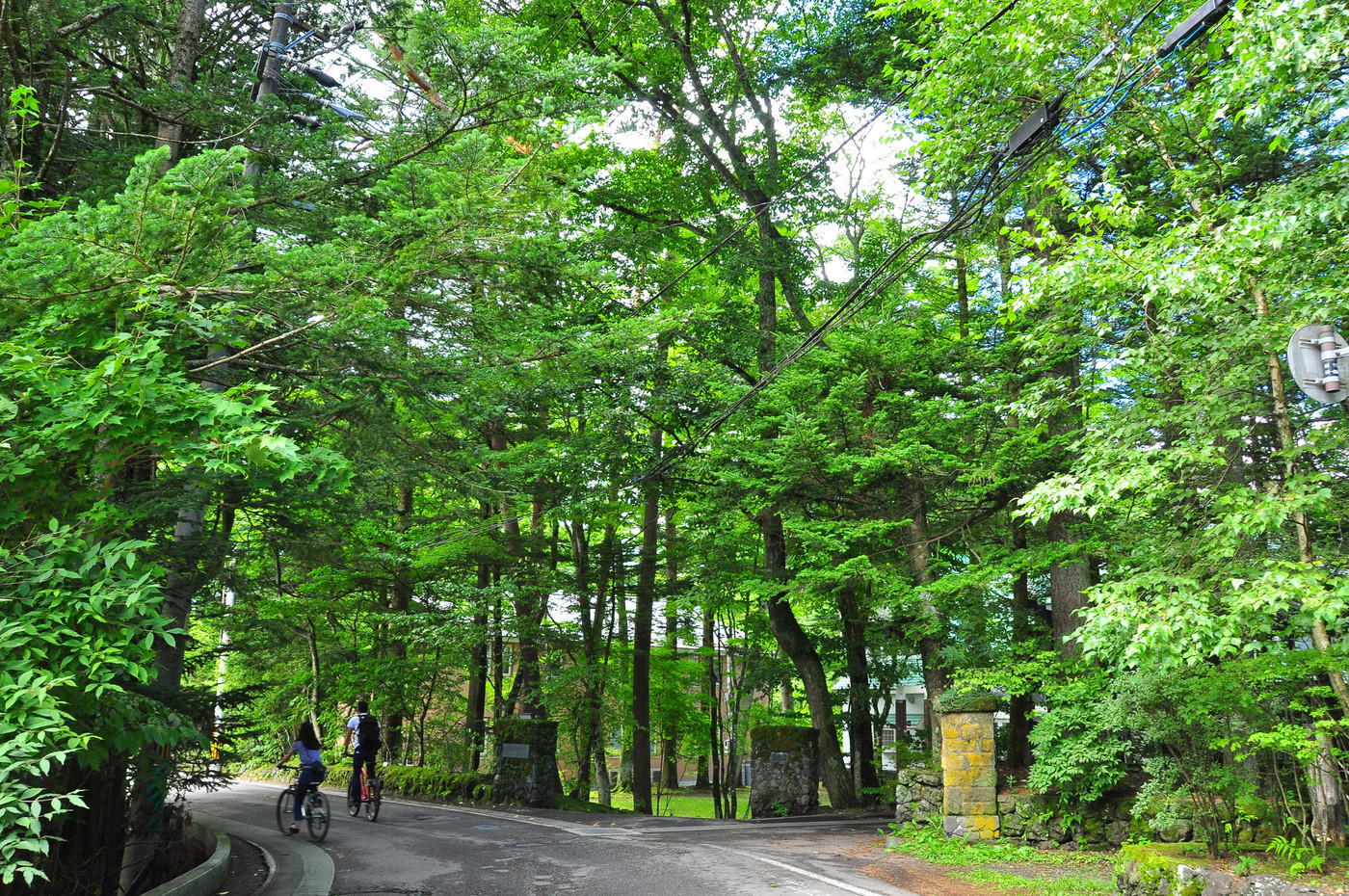 緑の木々に覆われた旧軽井沢エリアをサイクリングするカップル