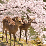【奈良】春のおすすめ観光スポット11選｜桜の名所やパワースポットなど色々