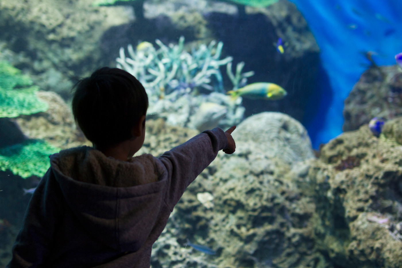 魚を観察　男の子　水族館　大洗アクアワールド