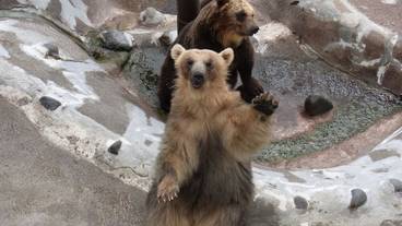 のぼりべつクマ牧場 / 2