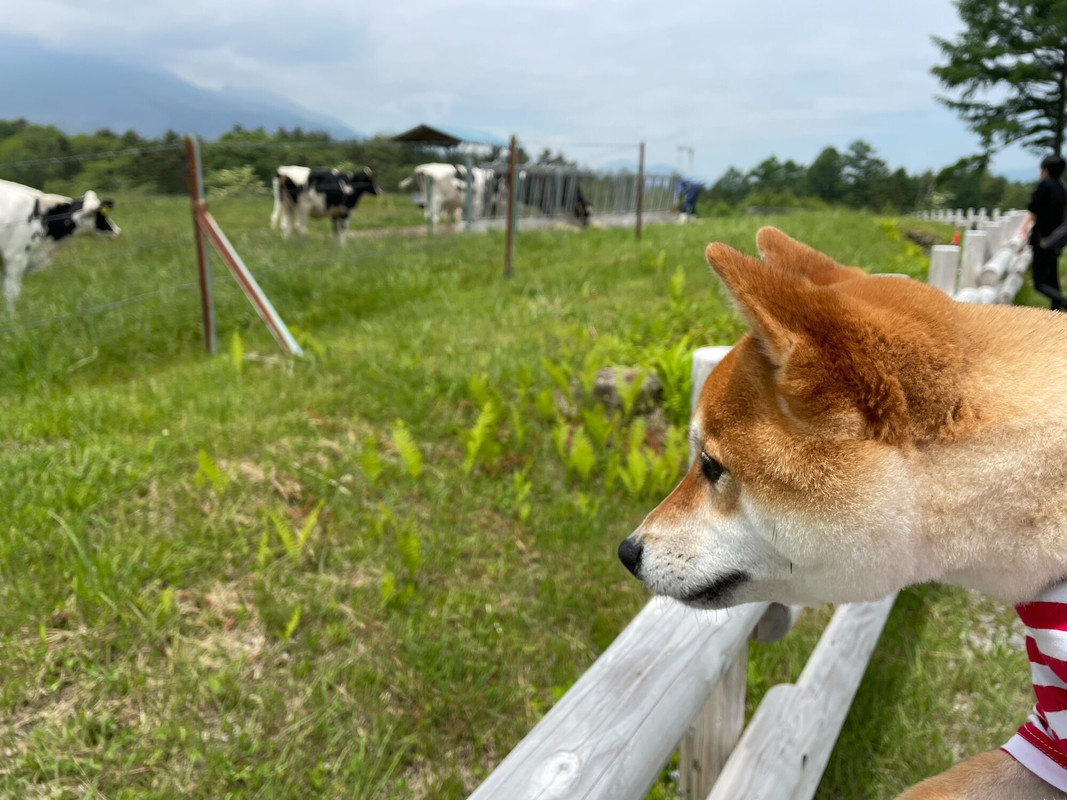 pinky.yuki_go.kam2さんの写真 / 1