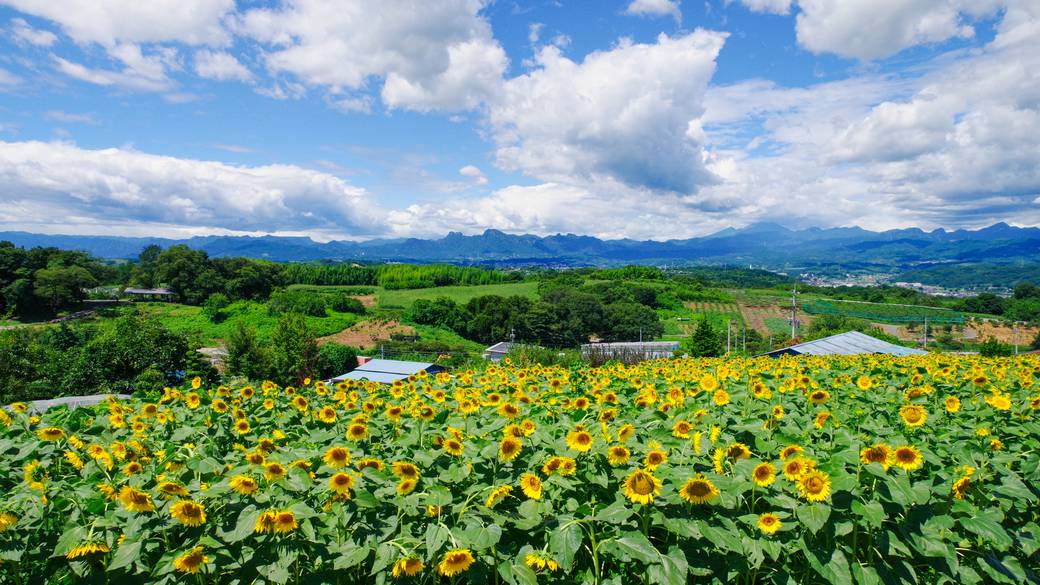一面の花畑にうっとり
「鼻高展望花の丘」 / 3