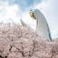 太陽の塔だけじゃない！大阪「万博記念公園」で満喫する桜