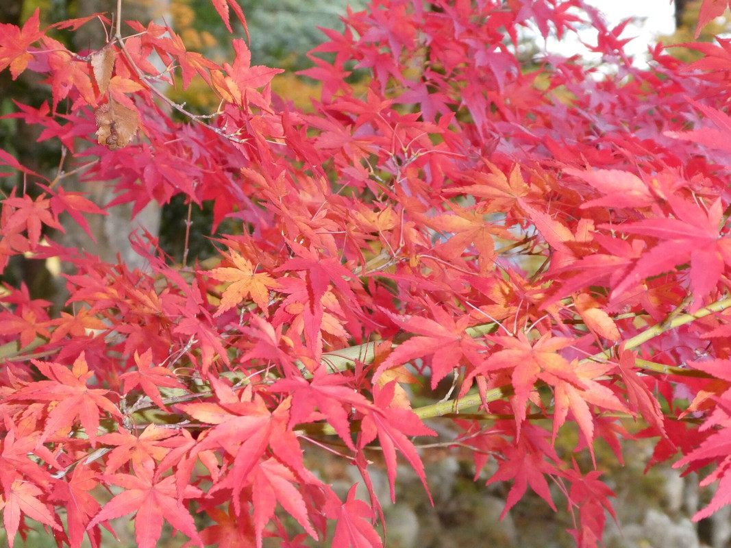 成相寺の紅葉 / 3