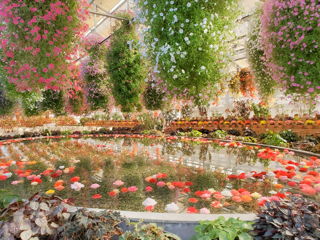 なばなの里 ベゴニアガーデン