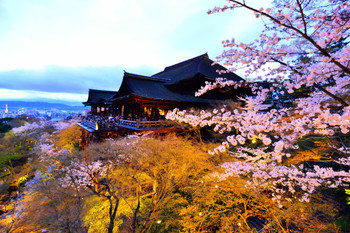 The popular "Kiyomizu Temple" that you can enjoy as many times as you want 2619455