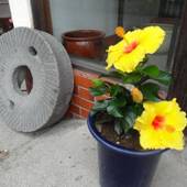 林檎舎（長野県 ゲストハウス・ホステル・ドミトリー） / 4