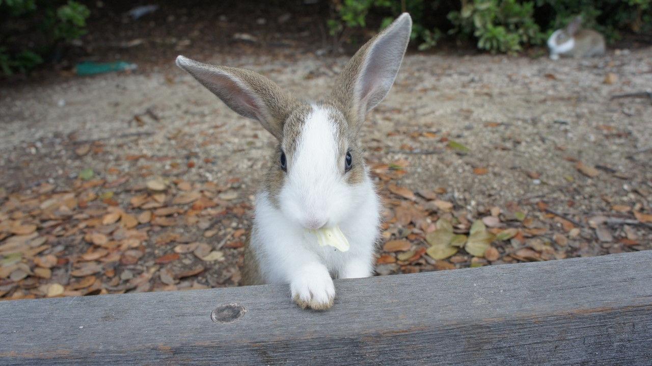 休暇村　大久野島（広島）796035