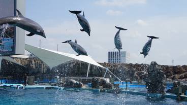 名古屋港水族館 / 6