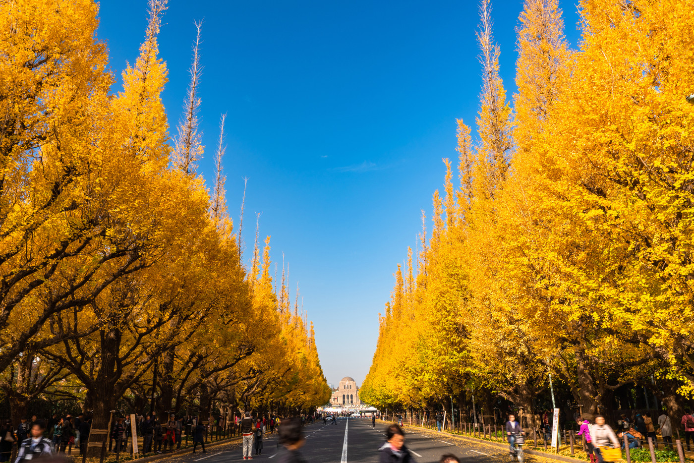 《東京都》イチョウ並木・神宮外苑