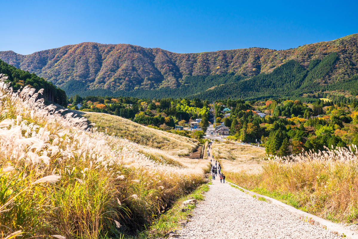 仙石原すすき草原