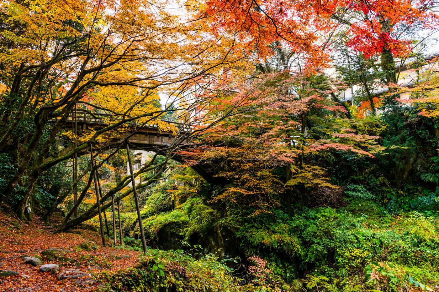 こおろぎ橋の紅葉