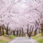 【2020年】お花見デートで幸せ満開♡桜＋αも楽しめる関東の名所10選