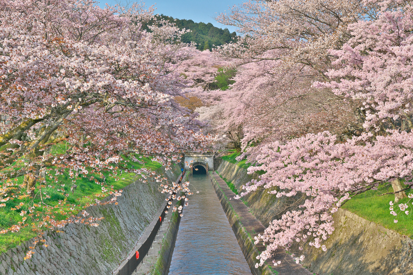 桜花爛漫の琵琶湖疏水