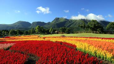 くじゅう花公園(1) / 2