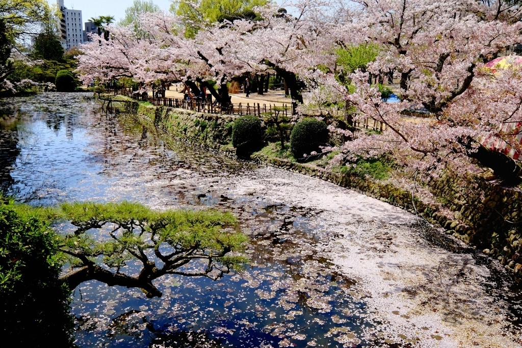 道後公園2590473