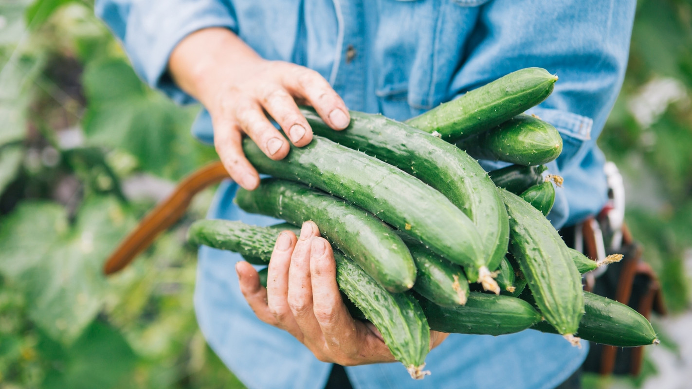 自家農園の新鮮野菜を使用