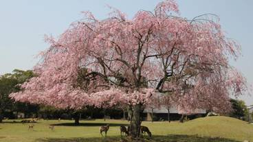 施設の敷地 / 17