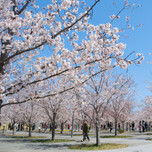 千葉でお花見しよう！のんびり訪れたい桜の名所10選