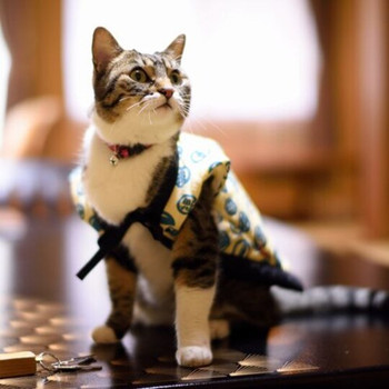 猫好き必見！ねこ女将「まいちゃん」とふれあえる宿4012421