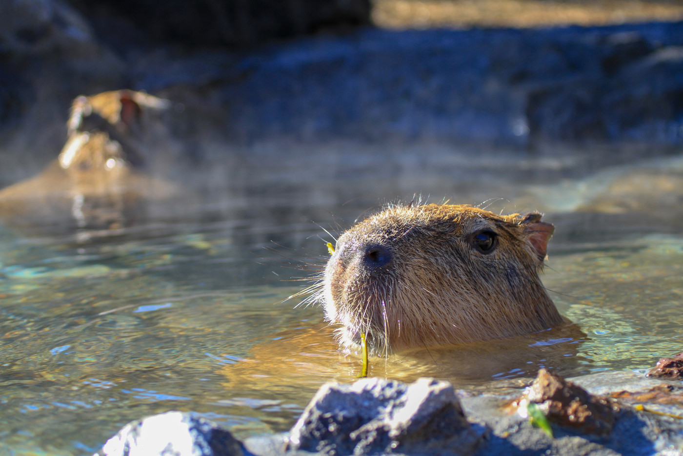 いい湯だな！好物の笹を食み、湯につかるカピバラ