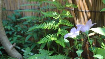 ガーデン ビュー / 13