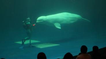 海洋館アクアスのシロイルカ / 7