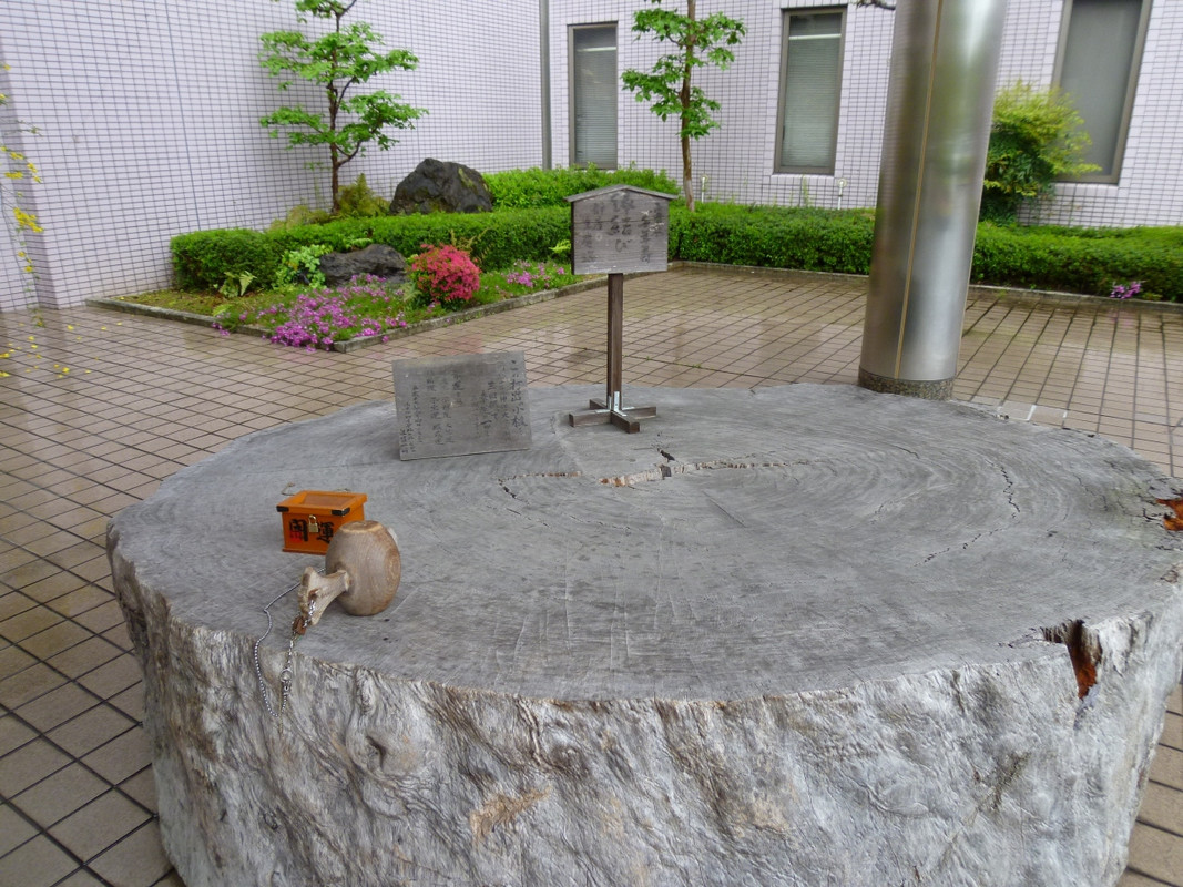 以前からに気に成っていた大木