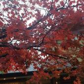 宝泉寺温泉 ペットと泊まれる宿 季の郷 山の湯（大分県 旅館） / 4